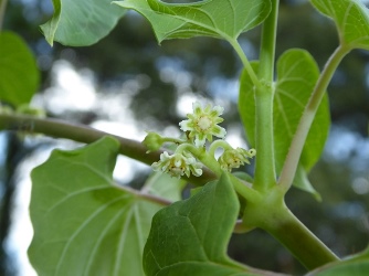 Talayote (Milkweed Vine), Cynanchum racemosum var. unifarium, C. unifarium